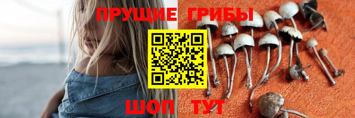 Псилоцибиновые грибы Cubensis Находка
